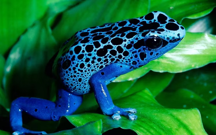 Blue Frog Poison Dart Frog
